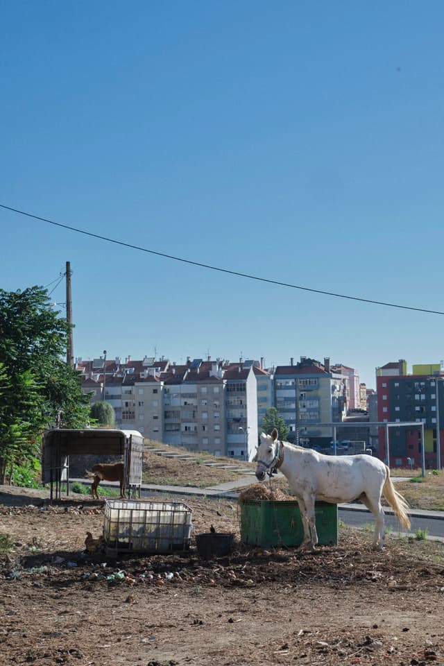 A white horse stands near some containers in a dirt area, with a backdrop of urban apartment buildings under a clear blue sky