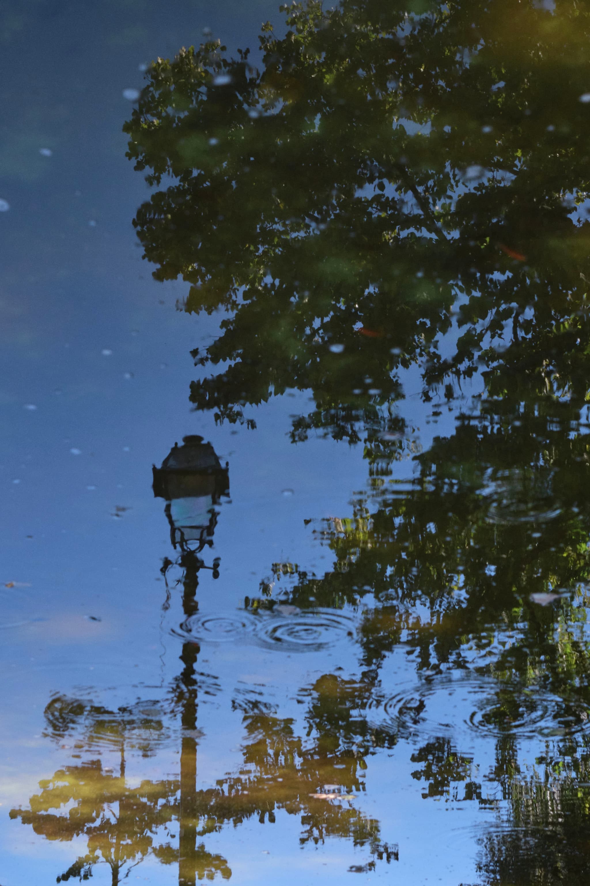 A reflection of a tree and a streetlamp on the surface of water, with ripples creating a distorted effect
