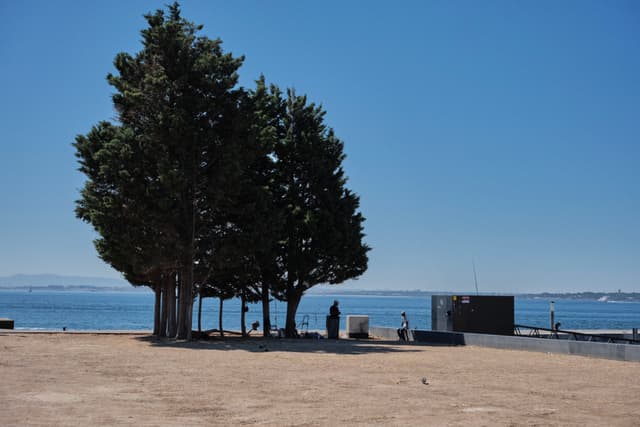A group of trees stands near a waterfront with a clear blue sky. A few people are visible in the background, enjoying the scenery