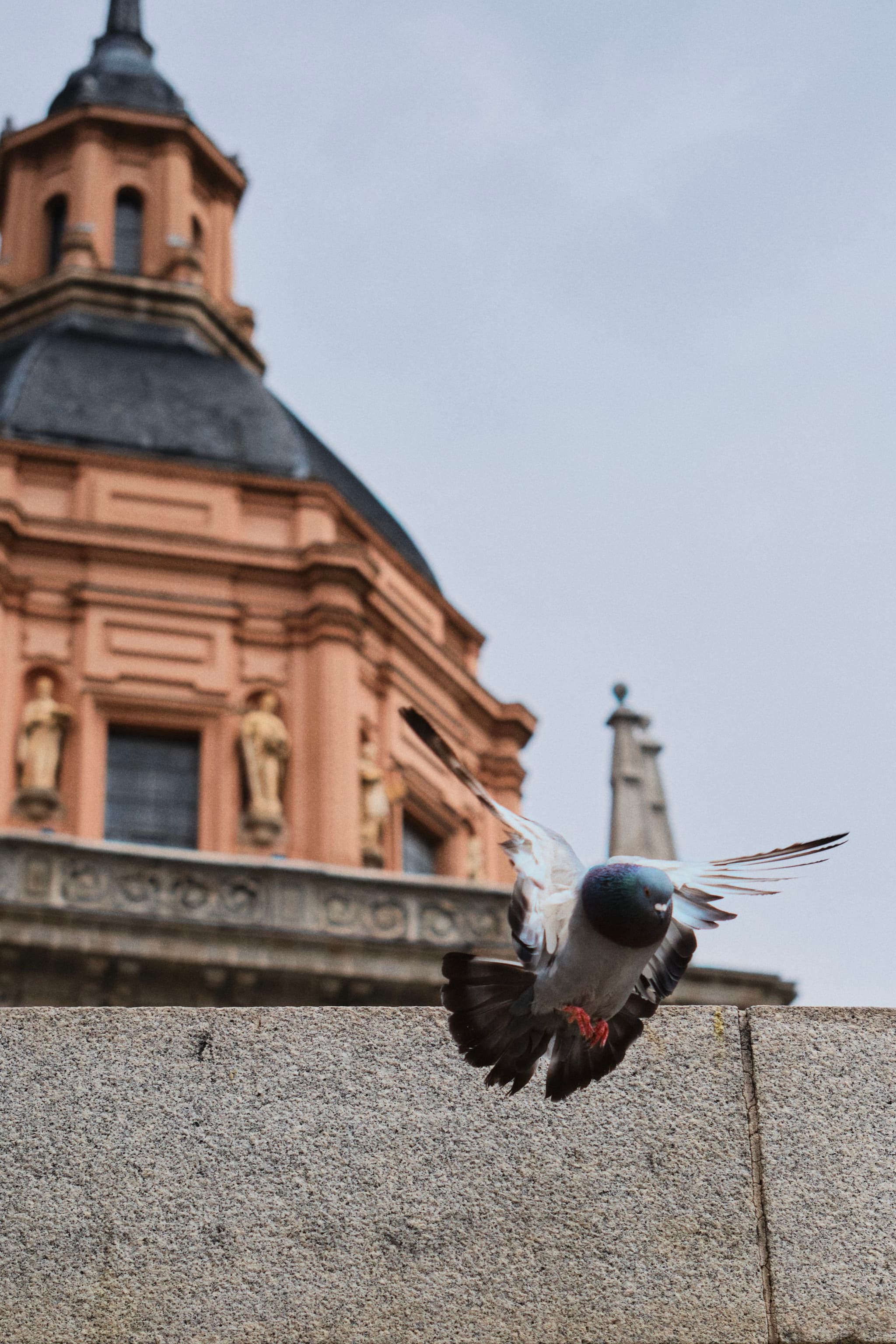 A pigeon in mid-flight near a stone ledge with a historic building featuring a dome and statues in the background
