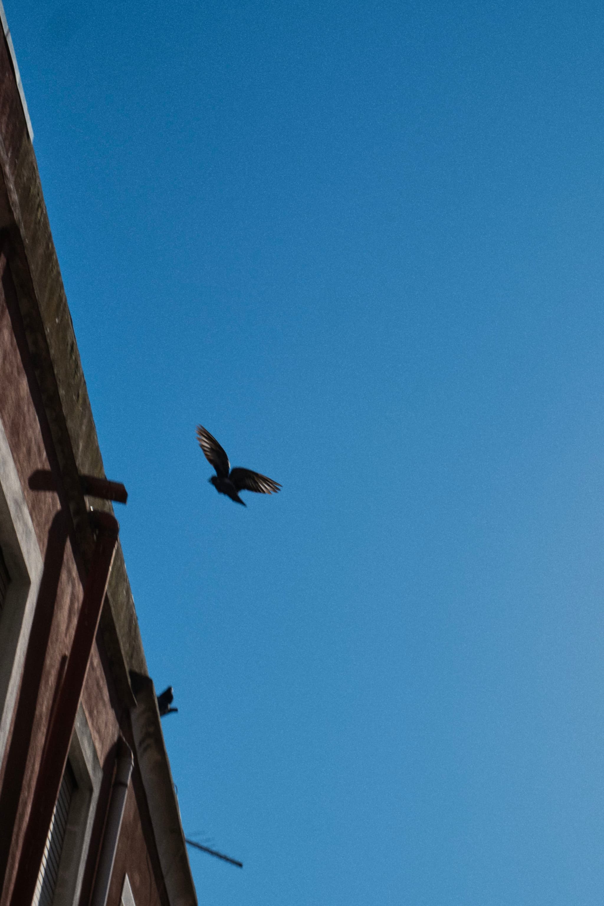 A bird in flight against a clear blue sky, with part of a building visible on the left side