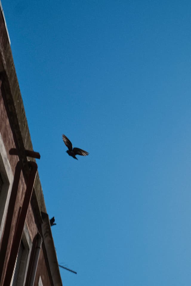 A bird in flight against a clear blue sky, with part of a building visible on the left side